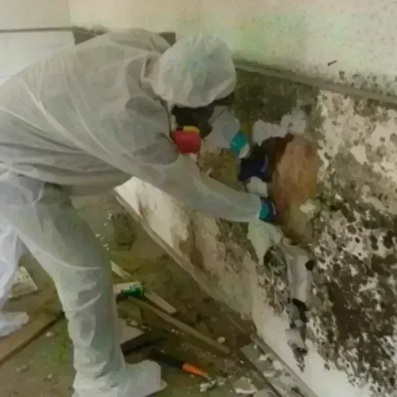 Mold Remediation and Removal in Bozeman, MT